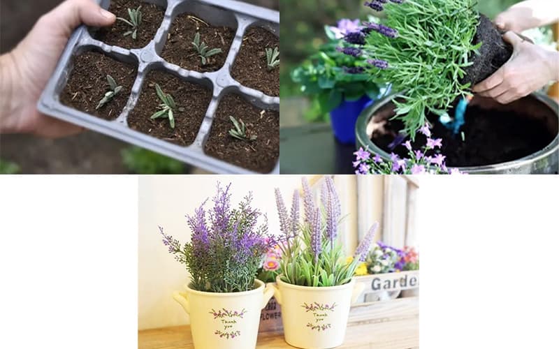 Hoa lavender nở mùa nào? Cách trồng hoa lavender tại nhà