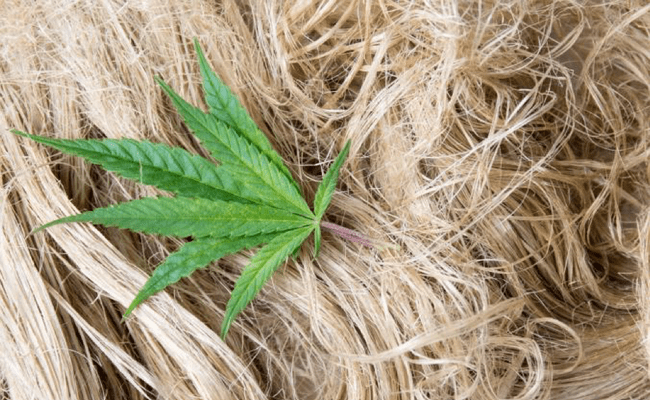 Hemp / Cannabis – its historical and present use – kliemustorja
