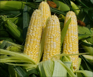 Corn Production is a Major Contributor to Air Pollution: Study