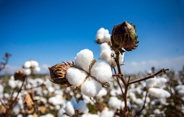 Premium Photo | Cotton field agriculture the fresh natural life