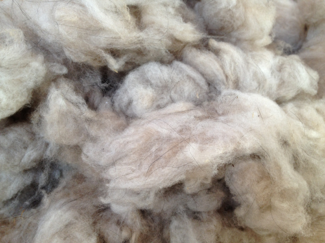 Stash Enhancement: I Combed Cashmere From A Goat!