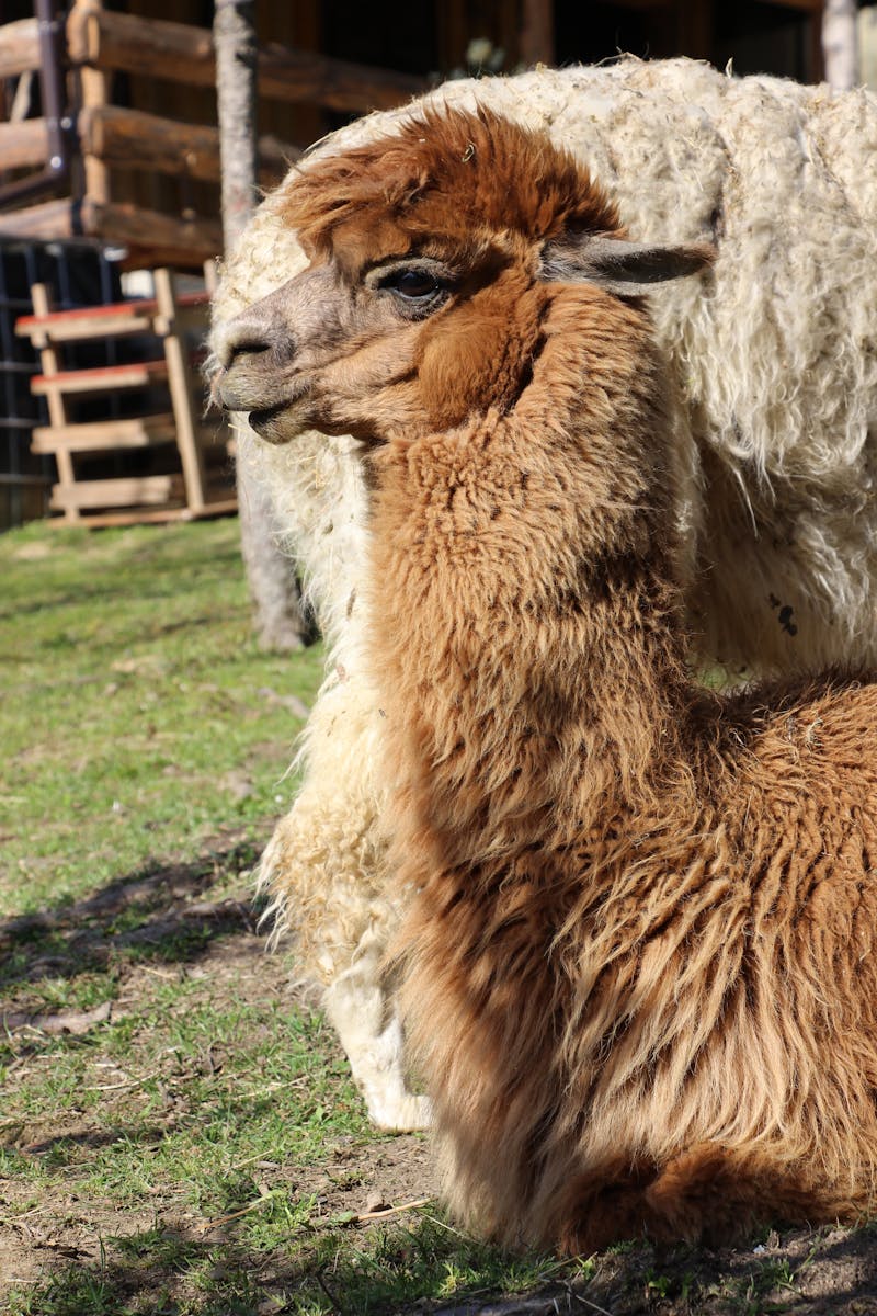 Alpaca Wool: Suitable for People's Economic Needs