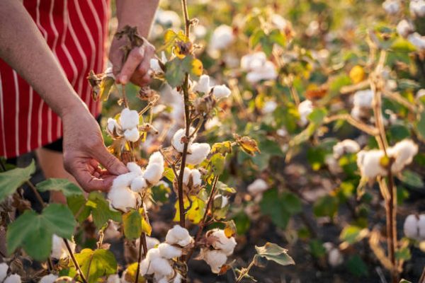 Organically Grown Cotton A Greener Choice